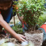 Sustainable Practices in Early Childhood Education